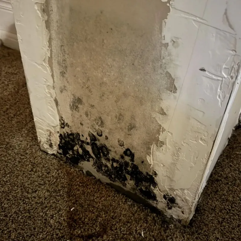 Professional Mold Removal in Russell, KY